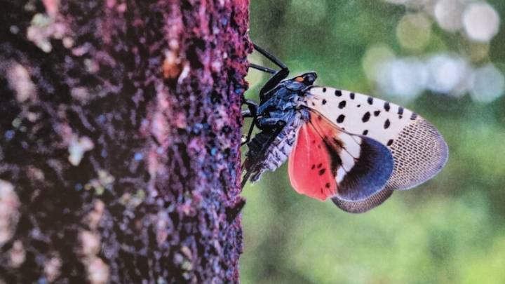 Colorful, destructive pest could threaten Missouri grapes and fruit trees (LISTEN)