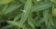 Invasive stiltgrass found in Rock County