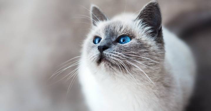 Cats Could Transform Human Alzheimer's Research
