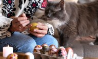 Rituales de buena suerte que involucran la presencia de gatos