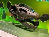 Dinosaur teeth reveal secrets to Earth's past, UT study finds