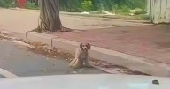 While Driving, Dog Struggling On Sidewalk Comes Into Man's View