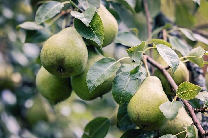 Lorain Public Library expands urban farm with fruit trees through youth climate grant