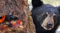 Oso roba carnita asada a familia en Nuevo León