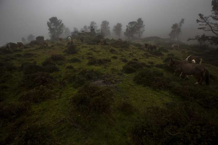 La reintroducción de grandes herbívoros en espacios naturales, clave para combatir los incendios forestales
