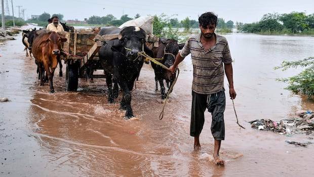 Local groups rally to provide relief to people in Pakistan amid 'devastating' floods