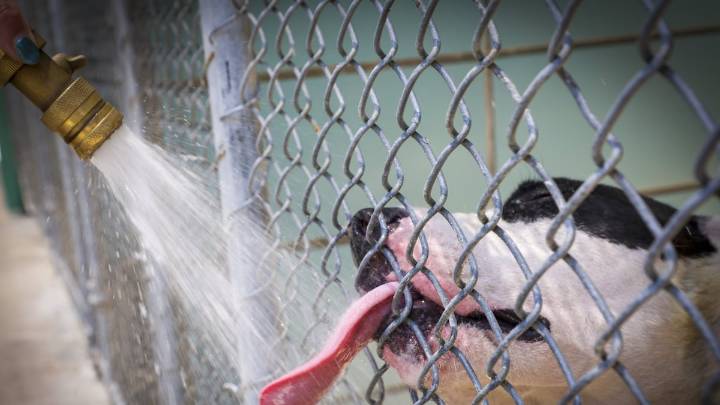 Suffering in the Florida heat isn’t a problem, it’s state policy