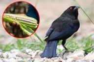 La leyenda maya del Dziú, el ave que se quemó los ojos y las plumas para salvar el maíz
