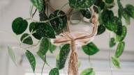 Plantas fáciles de cuidar: ideales para quienes no tienen tiempo