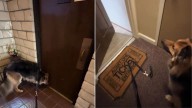 California Woman Put Her Dog’s Nose To The Test And The Result Was Pure Joy