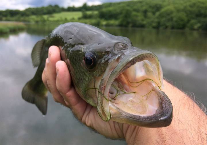 To find the biggest largemouth bass, fish small waters in Western Pa.