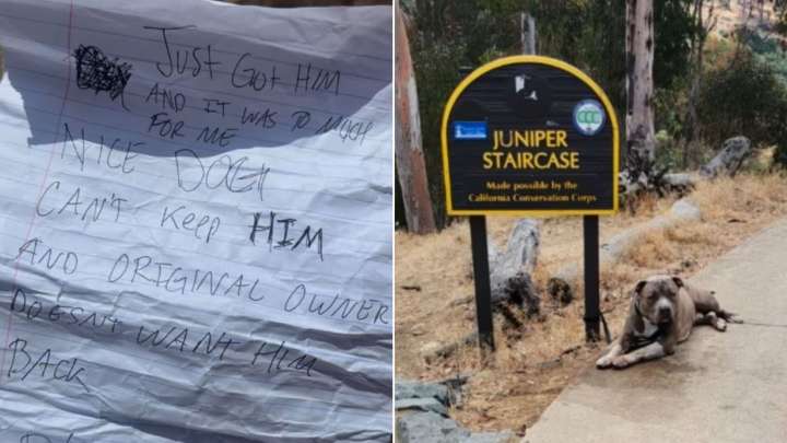 California Woman Was Devastated After Spotting Dog Tied To A Sign And Left With A Heartbreaking Note