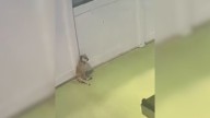 Washington Owner Checked On Her Shy Dog Who Was Staying At A Daycare Only To Burst Out Laughing