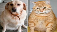 Obesidad en Mascotas: cómo ayudar a controlar su peso