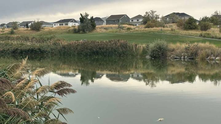 Utah investigating what may have caused Jordan River fish kill