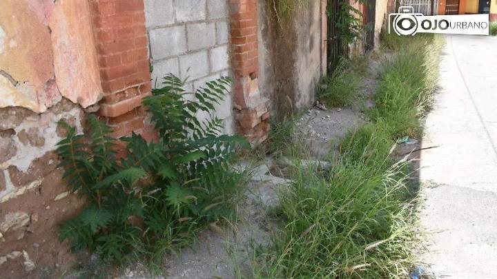 Fincas en ruinas y banquetas invadidas junto al Gimnasio Municipal; Municipio agenda cuadrillas de limpieza