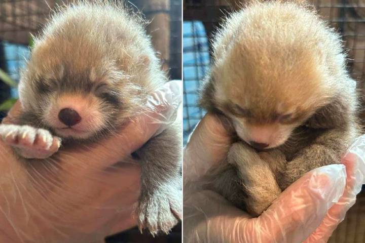 2 Rare Red Pandas Born at Montana Zoo: Photo