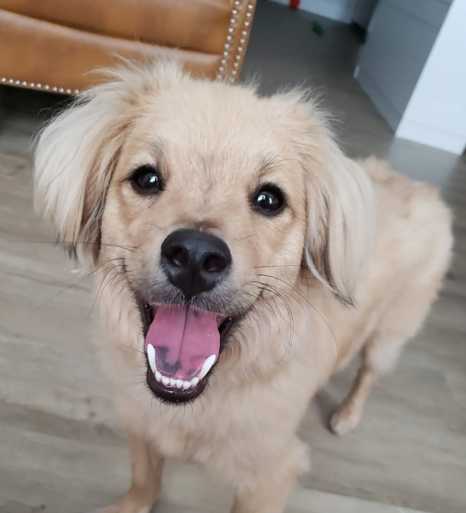 Is This Brooklyn Pup The Cutest Rescue in The World?