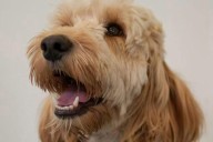 City firms offer ‘bring your dog’ and cookies as perks to lure workers back to office