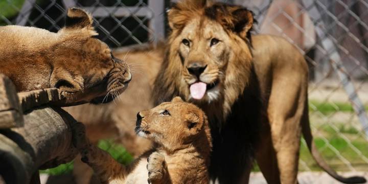 Nacieron cuatro cachorros de león de Berbería, una especie muy rara cuya población se encuentra extinta en estado salvaje