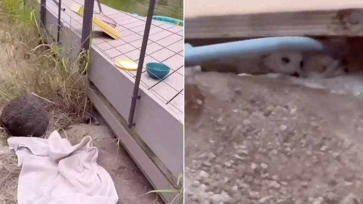 Senior Citizens From Hawaii Realized There Are Furry Babies Stuck On Abandoned Property, So They Quickly React