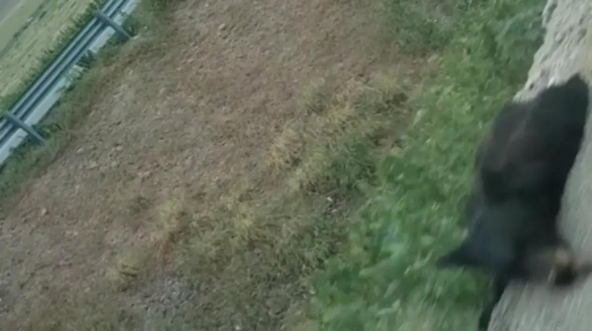 Atropellan a oso en la carretera Panamericana rumbo a Ciudad Juárez