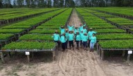 Venezuela siembra 74.000 plantas para recuperar espacios «degradados»