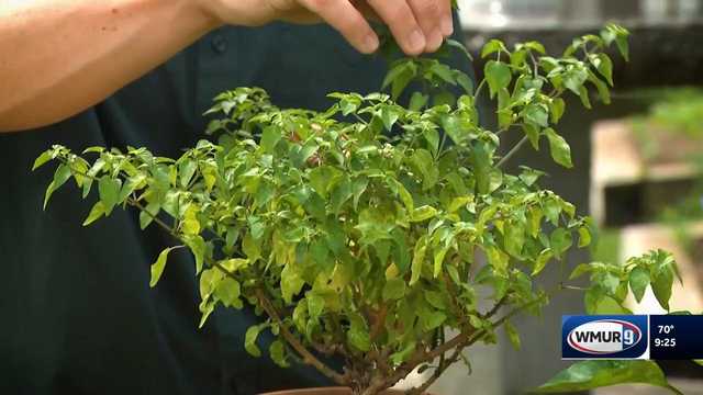 Grow it Green: Potted hot peppers