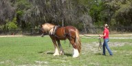 Horse Capital TV highlights Gypsy Vanner horses