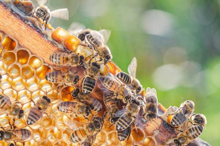 La abeja melífera, símbolo vivo de Carolina del Norte