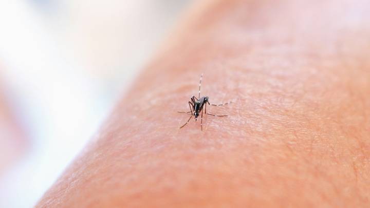 Cinco claves para hacer frente a los mosquitos en verano