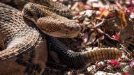 Hiker dies after suffering rattlesnake bite in Tennessee state park