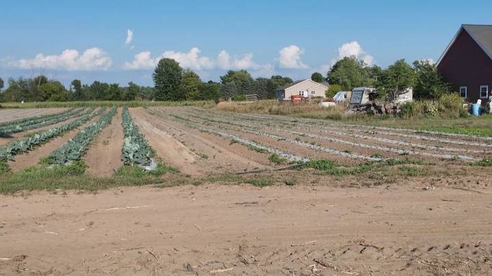 Holland area farmers feeling the pressure as drought becomes severe