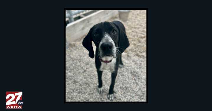 Pet of the Week: Meet Cinder!