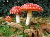 Mushroom ‘microdosing’ trend has led to increased poison control center calls and ER visits