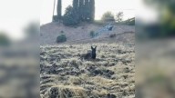 California Woman On A Neighborhood Walk Discovers An Animal Gazing At Her From The Hillside