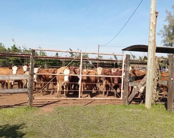 Se capacitó a productores santotomeños en inseminación artificial