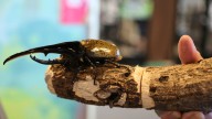 Bugs are popular pets in nature-loving Japan, buzzing with lessons about ecology and species