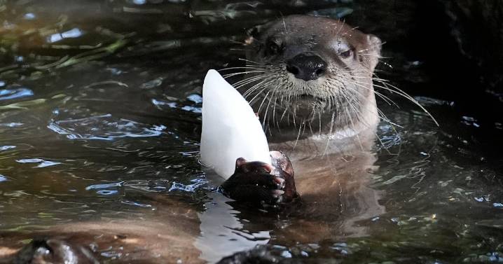 Otter scat a goldmine of information, scientists say
