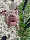 Surrendered dog hopes for forever home in Jackson