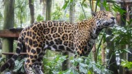 Free admission to Brevard Zoo in September for Florida kids