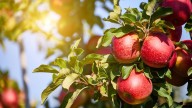 ¿Cómo se llama el árbol de la manzana? Pocas personas saben su nombre