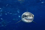 Un problema dental amenaza la carrera del tiburón como verdugo de los océanos