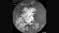 NASA finds coral-shaped rock on Mars