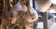 Montana woman turns garlic-growing hobby into thriving business