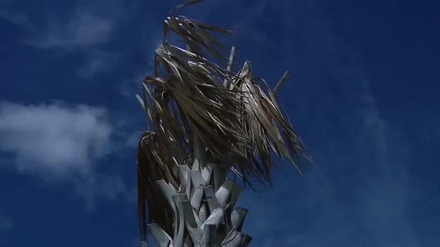 Bacterial infection targeting Florida’s palm trees raises concerns