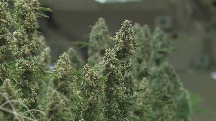 One year after legalization, Ohio cities still waiting on promised marijuana tax revenue