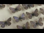 Filling the ecological gap of an extinct butterfly