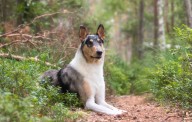 The smooth collie: A working breed with beauty and brains