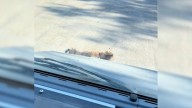 Driver Stopped After He Saw A 'Unusual Dog' On The Road, But He Quickly Realized What It Was